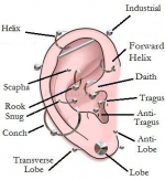 piercing-do-ucha[1].png